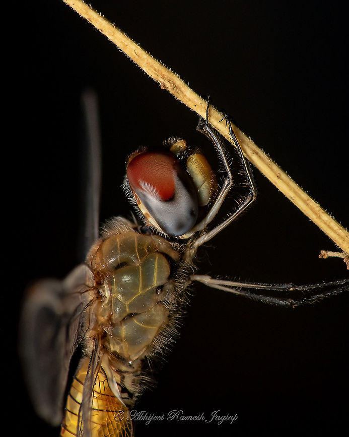 Wanderer at my Home I saw a dragonfly resting in my mom&#039;s kitchen garden. I decided to take a look. It was a Wandering glider dragonfly. This species of Dragonfly is known to migrate over several hundreds of kilometers of ocean stretch. This species is abundant throughout its range, the widest of any odonate species. This species is distributed throughout the globe except for Antarctica.<br />
I was happy to cater this crazy traveler guest. Dhanmill Naka,Dragonflies,Dragonfly,Incredible India,India,Indian Odonata,Indian Odonates,Indian Wildlife,Libellulidae,Maharashtra,Mumbai,Odonata,Odonate,Odonates of India,Pandemic,Pantala flavescens,Prabhadevi,Quarantine World,Wandering Glider,Wild India
