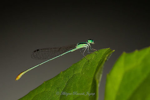 Pygmy damsel Pygmy describes animals or plants which are smaller than their typical group!
I found this buddy when I was searching for some small beetles or something under the leaves of Salvadora persica plant (We did not plant this mangrove species, must've got to us through bird dropping). There I saw this beauty, perched idle not moving a bit and it was such a tiny and cute site. Had hard time getting shots of it, but here is a record of the tiniest damsel I know. It is assumed to be under-studies due to its small size as per IUCN redlist summary. Abhijeet Jagtap,Abhijeet Ramesh Jagtap,Agriocnemis pygmaea,Damsel,Damselflies,Damselflies of India,Damselfly,Dhanmill Naka,India,Indian Damselflies,Indian Odonata,Indian Odonates,Maharashtra,Mumbai,Odonata,Odonate,Odonates,Odonates of India,Prabhadevi,Pygmy