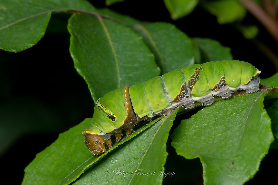 Curry caterpillar from the curry land ;-) Bird dropping mimicry is done best by a caterpillar of Common Mormon butterfly, but what I was not expecting was, how the bird dropping instar transformed into this beauty! Curry leave plant is the host plant of the Common Mormon butterfly and I did try to observe it the next day to see if I could see any pupae or chrysalis stage or not but unfortunately no sign of it (must&#039;ve got predated). These caterpillars devour the whole plant but nothing to worry, the leaves of the plant regrow after these cats give it a pruning. The caterpillar has a defense mechanism, about which I will post again with an image I somehow managed to capture with a lot of difficulties. Till then, enjoy this! Butterflies,Butterflies of India,Butterfly,Caterpillar,Caterpillars,Common Mormon,Common Mormon Butterfly,Dhanmill Naka,Incredible India,India,India Butterflies,Indian,Indian Lepidoptera,Lepidoptera,Lepidopteras of India,Maharashtra,Mumbai,Papilio polytes,Papilionidae,Prabhadevi