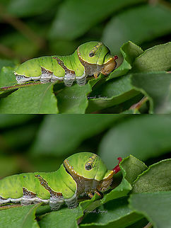 Osmeterium! Osma means smell in latin and Osmeterium is defensive orgain with pungent smell in Papilionidae that is Swallowtail butterflies. When I was trying my best to get a shot of this beauty, a wasp appeared from nowhere and hovered close to the caterpillar. That it when this cute looking larva revealed its vibrant crimson red weapon. I was amazed looking at that through viewfinder and now I obviously wanted to make an attempt to capture that. Caterpillars or any animals when threatened try to hide themselves in a spot ASAP and that is what even this caterpillar did after showing the tentacular structure twice. It was approaching internal; main branch side of the plant and before disappearing into it completely wasp made another attempt giving me this not so bad record. So here is a collage, where you can see a retracted Osmeterium bove and then how it looks when exerted out for defense display. The bifurcated look of the Osmeterium coupled with eye spots on caterpillar are also to make them appear like a snake to fool their predators. Abhijeet Jagtap,Abhijeet Ramesh Jagtap,Butterflies of India,Caterpillar,Common Mormon,Common Mormon Butterfly,Dhanmill Naka,Geotagged,Incredible India,IncredibleIndia,India,Indian Butterflies,Maharashtra,Mumbai,Papilio polytes,Prabhadevi