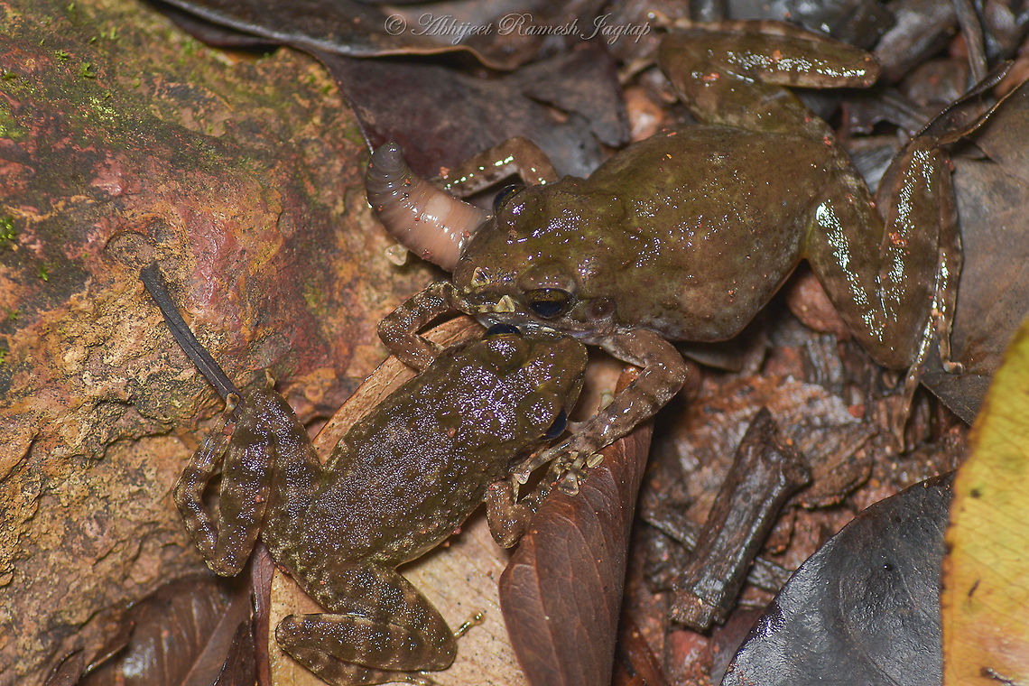 Fight for food! Froglets of Matheran Leaping frog are so hungry that all the forest floor was filled with these hungry amphibians catching and fighting for the earthworms and other insects.<br />
So the name Matheran is actually the type location of the species meaning from where the species was described. It is a beautifull hill at an elevation of 800m and hosts variety of herpetofaunal elements along with lovely insect diversity. During monsoon, the forest floor of Matheran is full of these frogs. Abhijeet Jagtap,Abhijeet Ramesh Jagtap,Fall,Geotagged,Incredible India,IncredibleIndia,India,Indirana leithii,Leaping Frog,Leiths leaping frog,Maharashtra,Matheran,Raigad,Wild India,Wild Maharashtra,abhitap,abhitap1991