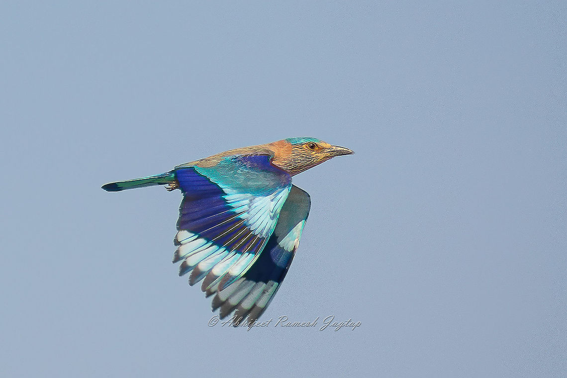 Neelpankh bird also known as Indian Roller Its local name Neelpankh means Blue Winged Bird. (Neel = Blue and Pankh = Wings). Abhijeet Jagtap,Abhijeet Ramesh Jagtap,Birding,Birds,Blue Bird,Coracias benghalensis,Incredible India,IncredibleIndia,India,Indian,Indian Bird,Indian Roller,Indian Wildlife,Neelpankh,Roller,Wild India,Wildlife Photography,abhitap1991