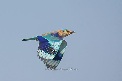 Neelpankh bird also known as Indian Roller Its local name Neelpankh means Blue Winged Bird. (Neel = Blue and Pankh = Wings). Abhijeet Jagtap,Abhijeet Ramesh Jagtap,Birding,Birds,Blue Bird,Coracias benghalensis,Incredible India,IncredibleIndia,India,Indian,Indian Bird,Indian Roller,Indian Wildlife,Neelpankh,Roller,Wild India,Wildlife Photography,abhitap1991