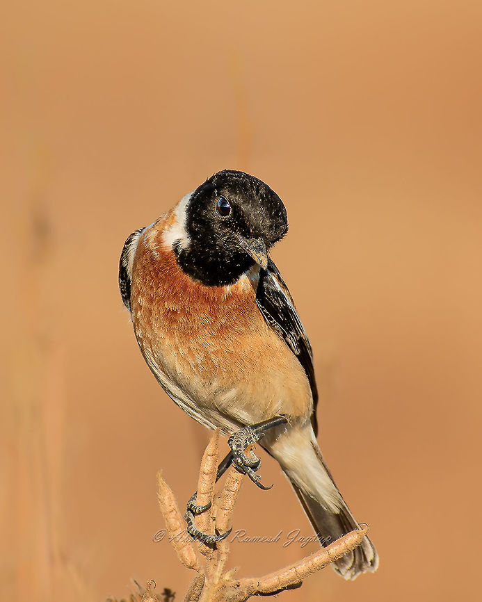 Siberian Stonechat This tiny winter migrant is treat to watch. By the time they arrive in India, majority of harvesting is over and they are often seen perched on such twigs waiting to hunt something. This particular individual allowed me to get a decent picture of it. Abhijeet Jagtap,Abhijeet Ramesh Jagtap,Bird,Birding,Birds,Chat,Incredible India,IncredibleIndia,India,Indian Wildlife,Maharashtra,Migration,Pune,Saxicola Maurus,Saxicola maurus,Siberian,Siberian stonechat,Stonechat,Wild India,Wildlife Photography