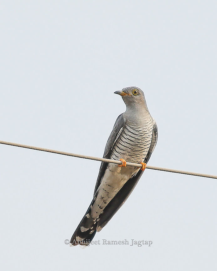 Common Cuckoo Due to its occurrence in Eurasia, it is also known as the Eurasian Cuckoo. Abhijeet Jagtap,Abhijeet Ramesh Jagtap,Bird,Birding,Birds,Birds of India,Birds of the World,Common Cuckoo,Cuckoo,Cuculus canorus,Incredible India,IncredibleIndia,India,Indian Birds,Wild India,Wildlife,Wildlife Photography,abhitap1991