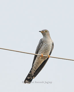 Common Cuckoo Due to its occurrence in Eurasia, it is also known as the Eurasian Cuckoo. Abhijeet Jagtap,Abhijeet Ramesh Jagtap,Bird,Birding,Birds,Birds of India,Birds of the World,Common Cuckoo,Cuckoo,Cuculus canorus,Incredible India,IncredibleIndia,India,Indian Birds,Wild India,Wildlife,Wildlife Photography,abhitap1991