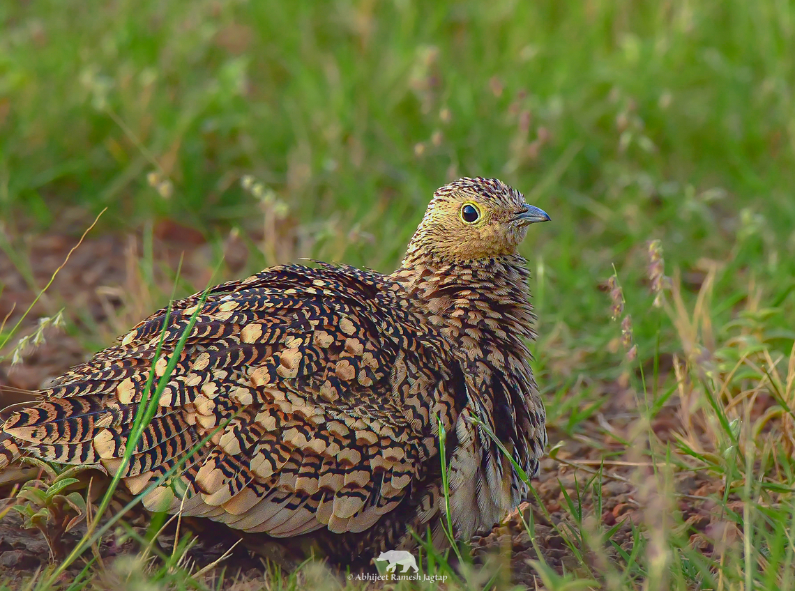 Female of a Chestnut-bellied Sandgrouse  Asia,Bird,Birding,Birds,Chestnut-bellied Sandgrouse,Chestnut-bellied sandgrouse,Grassland,Incredible India,IncredibleIndia,India,Maharashtra,Pterocles exustus,Pune,Sandgrouse,Savannah