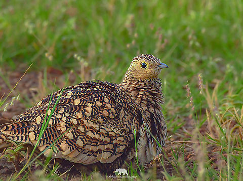 Female of a Chestnut-bellied Sandgrouse  Asia,Bird,Birding,Birds,Chestnut-bellied Sandgrouse,Chestnut-bellied sandgrouse,Grassland,Incredible India,IncredibleIndia,India,Maharashtra,Pterocles exustus,Pune,Sandgrouse,Savannah