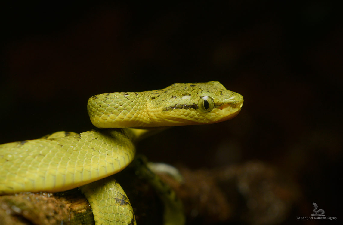 In search of an old friend with a new Name! We all have our struggle stories of the Pandemic. I was restless at home struggling with whatever pandemic made me go through. And I was waiting for all that to get over so that I can go out for a herping trail in search of the Vipers and other nocturnal fauna that I have not seen for last two years.<br />
One major revision happened in the Pandemic was the updation in the genus Trimeresurus. The Trimeresurus graminius I have seen has now been revsed as Craspedocephalus graminius.<br />
For a common man and for that animal it might not change anything in practical workd but it was fun to go on a search mission with this new update and a gap of couple of years.<br />
Sharing with you the image of a Juvenile that we encountered on that night. Aisa,Bamboo Pit Viper,BambooPitViper,Craspedocephalus gramineus,Incredible India,IncredibleIndia,India,Maharashtra,Matheran,Pit Viper,Raigad,Reptiles,Sahyadri,Snake,Snakes,Viper,Western Ghats,WesternGhats,craspedocephalus graminius