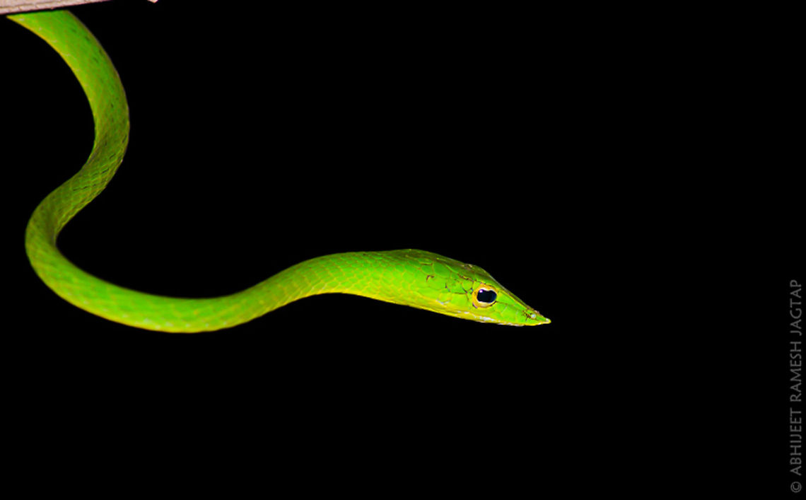 My first Sighting This beautiful green vine snake was on my wish list since my school days and since then i searched a lot and was able to find it after 6 years in the Breathtakingly beautiful forests of Matheran, after searching whole night for snakes this beauty showed itself around 4a.m. .. Which is a hill station in western ghats which is declared as world heritage site by unsco.. <br />
<br />
id: Green vine snake ( Ahaetulla nasuta ) Ahaetulla borealis,Ahaetulla nasuta,Draco viridis,Green vine snake or Long-nosed whip snake,India,Northern Western Ghats vine snake,abhitap,asia,ghats,green,heritage,incredibleindia,india,maharashtra,matheran,raigad,reptile,reptilia,sahyadri,sahyadris