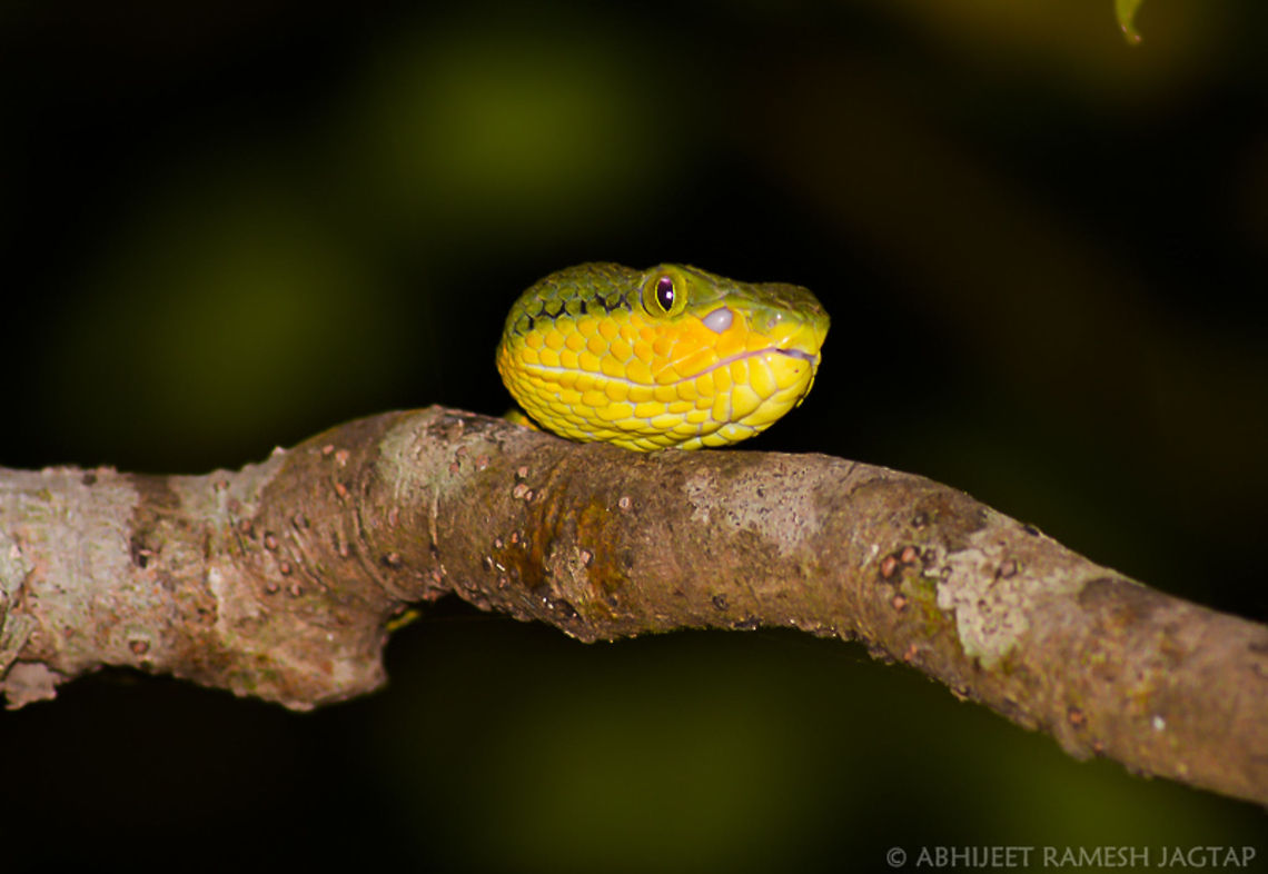 Headshot This &#039;bamboo pit viper&#039; was crawling over this branch and while doing so its body got hidden behind this bark.. And i shot its head (with my camera of course ) Bamboo viper,Craspedocephalus gramineus,Geotagged,India,Summer,Trimeresurus gramineus,bamboo pit viper,craspedocephalus graminius,incredibleindia,maharashtra,matheran,pit,reptile,snake,venomous,viper,wildlife