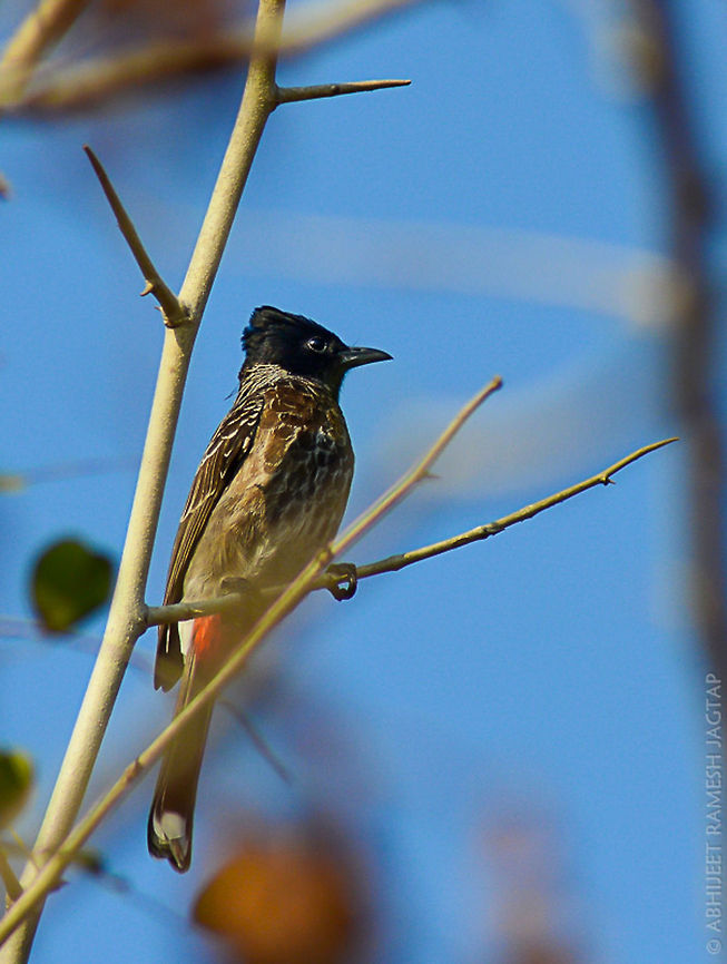 Red-vented Bulbul (Pycnonotus cafer) Bird family: Pycnonotidae - Asian bulbuls, finchbills &amp; malia<br />
<br />
shot at sinhagad, pune, maharashtra<br />
<br />
very much common bird.. Pycnonotus cafer,Red-vented Bulbul,abhitap,bird,birds,bulbul,incredibleindia,india,wild,wildlife