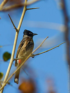 Red-vented Bulbul (Pycnonotus cafer) Bird family: Pycnonotidae - Asian bulbuls, finchbills & malia

shot at sinhagad, pune, maharashtra

very much common bird.. Pycnonotus cafer,Red-vented Bulbul,abhitap,bird,birds,bulbul,incredibleindia,india,wild,wildlife