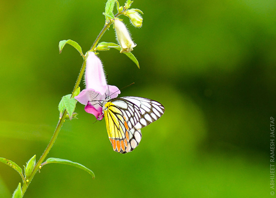 Indian Jezebel (Delias eucharis) shot at bhandup mangroves, Bombay, Maharashtra<br />
<br />
when sudden light came from clouds all these butterflies became active and started feeding..  Common Jezebel,D5200,Delias eucharis,Geotagged,India,Summer,abhitap,bhandup,bombay,butterflies,butterfly,incredibleindia,india,indian,jezebel,macro,maharashtra,nikon,tamron,wild