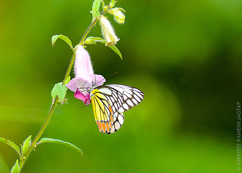 Indian Jezebel (Delias eucharis) shot at bhandup mangroves, Bombay, Maharashtra

when sudden light came from clouds all these butterflies became active and started feeding..  Common Jezebel,D5200,Delias eucharis,Geotagged,India,Summer,abhitap,bhandup,bombay,butterflies,butterfly,incredibleindia,india,indian,jezebel,macro,maharashtra,nikon,tamron,wild