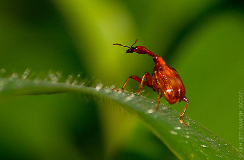 Apoderus longicollis