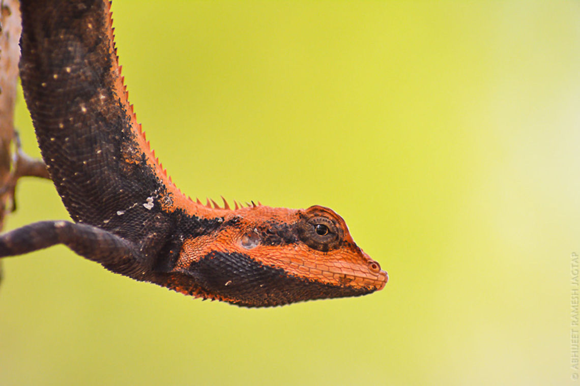 Forest calotes (calotes rouxii) This male forest lizard gave me opportunity to approach close and get this shot.. Thanks to this fellow.. <br />
They are plenty in our forests of Sgnp, bombay, maharashtra, India Calotes rouxii,Monilesaurus rouxii,Nikon,NikonD5200,Tamron macro 70-300,abhitap,forest lizard,great nature,incredibleindia,india,monilesaurus rouxii,wild,wildlife