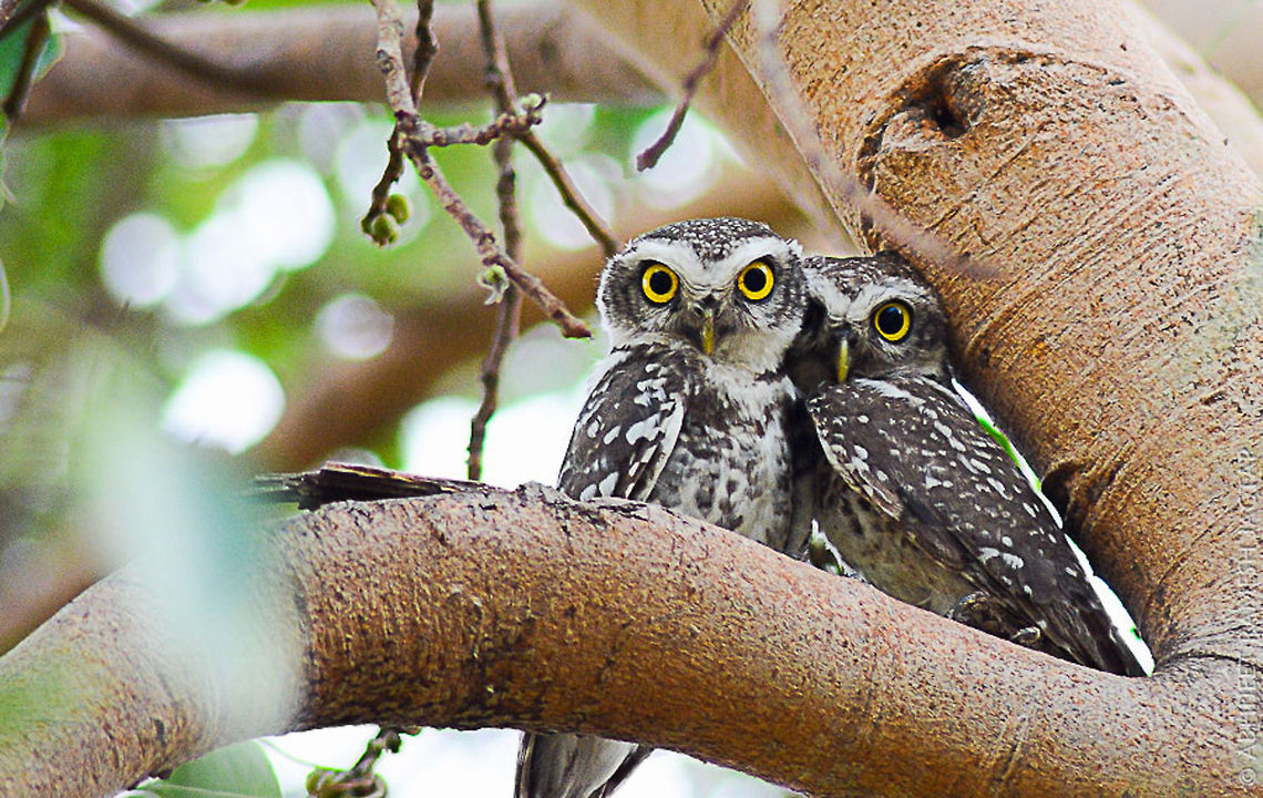 Spotted owlets (athene brama) There were total 5 sitting together.. And trust me it was quite an amazing sight.. I waited there for half an hour.. They didn&#039;t had any problem with me.. So i thought raising my lens to get a shot.. And as i raised it all went flying in diff direction but on same tree.. And i got only two shots before these two fellow get separated on diff branches.. <br />
I scared them :-/ Athene brama,Geotagged,India,NikonD5200,Spotted Owlet,Spring,animal,bird,great nature,incredible india,india,maharashtra,nikon,owlets,pune,tamron,wild,wildlife