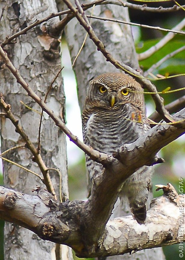 Jungle Owlet (Glaucidium radiatum) shot in the forests of central india.. In the jungles of 'jungle book'..  when guide spotted it, it took some people literally 10-15 minutes properly to spot it.. Cause it got camouflaged easily with the bark behind it.. Geotagged,Glaucidium radiatum,India,Jungle owlet,Winter