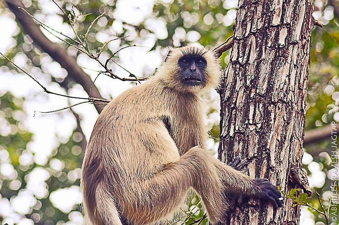 The southern plains gray langur (Semnopithecus dussumieri) These are superb when it comes to alerting deers or Sambars when tiger or bigger predator is approaching.. This alpha male climbed up trees to have more depth of field of his territory.. D5200,Nikon,NikonD5200,Semnopithecus dussumieri,Southern plains gray langur,Tamron,abhitap,bandhavgarh,incredibleindia,india,reserve,tiger