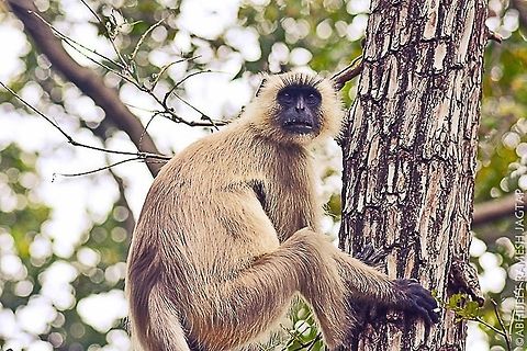 The southern plains gray langur (Semnopithecus dussumieri) These are superb when it comes to alerting deers or Sambars when tiger or bigger predator is approaching.. This alpha male climbed up trees to have more depth of field of his territory.. D5200,Nikon,NikonD5200,Semnopithecus dussumieri,Southern plains gray langur,Tamron,abhitap,bandhavgarh,incredibleindia,india,reserve,tiger