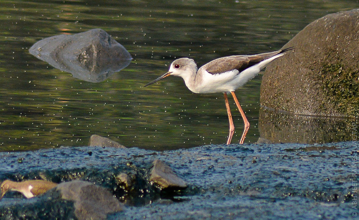 Black winged stilt standing still ;-) id: Himantopus himantopus<br />
This immature bird was standing very still waiting for its prey.. <br />
Superb strength they've got when it comes to hunting fishes.. Black-winged Stilt,D5200,Himantopus himantopus,Nikon,NikonD5200,Tamron,Wildlife,abhitap,avifauna,bhandup,bird,birding,birds,incredibleindia,india,maharashtra,mumbai