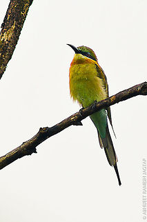 Blue-tailed Bee-eater (Merops philippinus javanicus) bird family: meropidae

This migrant i shot in my city mumbai, india. This was relaxing on this branch and light was too dull but still managed this shot.. Blue-tailed Bee-eater,D5200,Merops philippinus,Nikon,abhitap,bee-eater,bhandup,bird,blue-tailed,incredibleindia,india,maharashtra,meropidae,mumbai,nikond5200,tamron,wild,wildlife