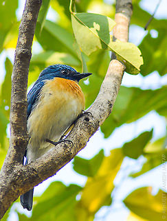 Tickell's Blue Flycatcher I finished my birding and was returning home.. When i reached base of hill(vetal tekdi, pune, maharashtra, india) i was still searching if i can see anything new and this beauty came in front of me flying from somewhere.. I took my camera and took few images.. This was my first sighting of this species.. Made my day.. Cyornis tickelliae,D5200,Nikon,NikonD5200,Tamron,Tickells Blue Flycatcher,Wild,abhitap,bird,birding,blue,flycatcher,incredibleindia,india,maharashtra,muscicapini,pune,tekdi,tickell's,vetal