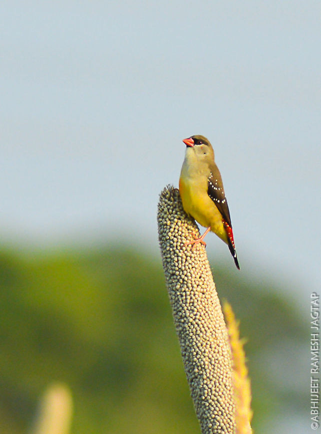 Red Avadavat known by many names like Red avadavat, red finch, strawberry waxbill, strawberry finch, Red munia.. <br />
This female with other flock was feeding in morning time on this pods.. <br />
Whole flock was very shy and were not allowing to shoot at all.. So i didn't had any option of waiting till one of it appears on branches in front of me.. And this female did appeared for few seconds and this branch was moving cause of breeze so managed this shot.. Not a sharp shot i expected but still its showing this beautiful female with her normal habitat..  Amandava amandava,Bird,Maharashtra,Nikon,NikonD5200,Red Avadavat,Tamron,abhitap,asia,avifauna,birding,birds,estrildinae,finch,incredibleindia,india,jadhav,jadhavwadi,munia,pimpri-chinchwad