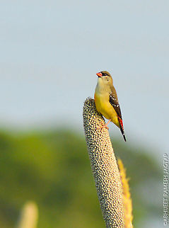 Red Avadavat known by many names like Red avadavat, red finch, strawberry waxbill, strawberry finch, Red munia.. 
This female with other flock was feeding in morning time on this pods.. 
Whole flock was very shy and were not allowing to shoot at all.. So i didn't had any option of waiting till one of it appears on branches in front of me.. And this female did appeared for few seconds and this branch was moving cause of breeze so managed this shot.. Not a sharp shot i expected but still its showing this beautiful female with her normal habitat..  Amandava amandava,Bird,Maharashtra,Nikon,NikonD5200,Red Avadavat,Tamron,abhitap,asia,avifauna,birding,birds,estrildinae,finch,incredibleindia,india,jadhav,jadhavwadi,munia,pimpri-chinchwad