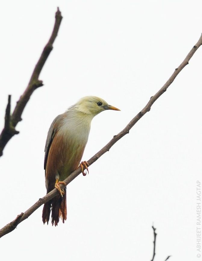 Malabar starling (blythii) This was very tough to catch i had to hide again in the grass.. <br />
Malabar starlings(blythii) are different from Chestnut-tailed starlings(malabaricus) with white head and grey head respectively.. While genetically they are 0.2 to 0.8% different from each other.. <br />
Happily sharing its highkey image :) .. . .  70-300,BIRDING,Bird,India,Malabar starling,Sturnia blythii,abhitap,asia,bhandup,birds,blyth's,blythii,bombay,incredibleindia,india,maharashtra,malabar,mumbai,myna,nikon