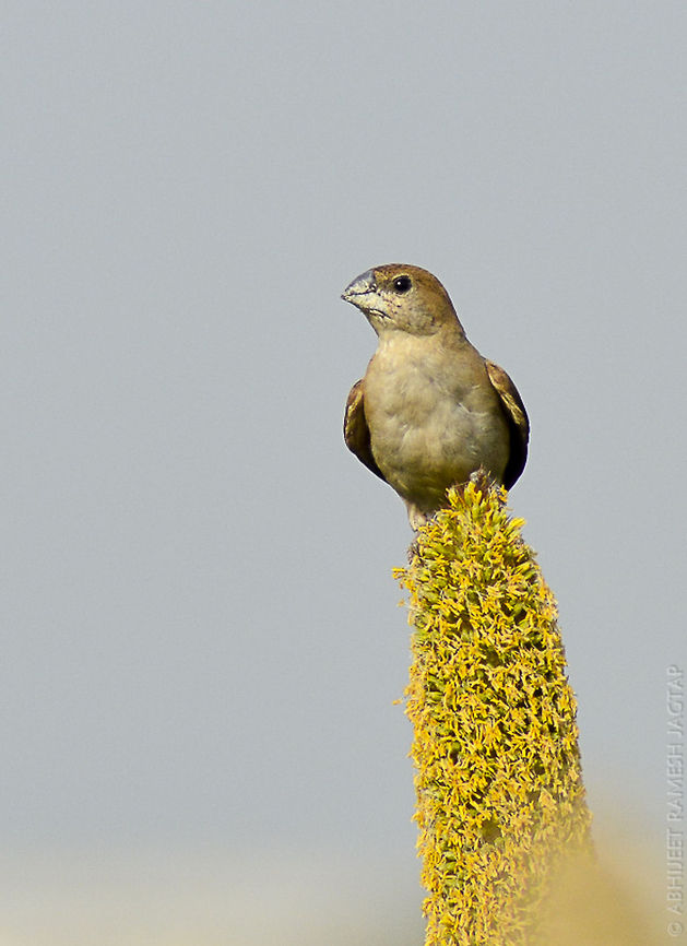 Indian Silverbill also known as white throated munia or white throated silverbill.. While shooting avadavats this beauty appeared on this pod to feed.. And as it sensed my presence it went off..  Indian Silverbill,Lonchura malabarica,avifauna,bill,bird,birding,birds,incredibleindia,india,indian,jadhav wadi,jadhavwadi,maharashtra,munia,pimpri-chinchwad,pune,silver,silverbill,waxbill,white