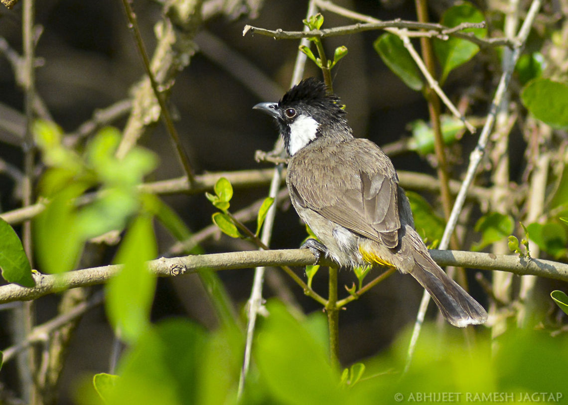 White-eared Bulbul (Pycnonotus leucotis) I was waiting for asian paradise flycatcher female to appear again.. And suddenly on this perch this bulbul sat and started preening and side by side was checking my activity to be on safe side.. <br />
Was too close so got nice and sharp shots..  70-300,D5200,Nikon,NikonD5200,Pycnonotus leucotis,Tamron,White-eared bulbul,abhitap,avifauna,bhandup,bird,birding,birds,bombay,bulbul,incredibleindia,india,maharashtra,mumbai,preening