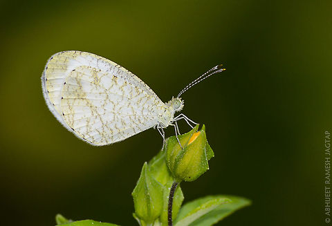 The psyche Beautiful white butterfly of the family: Pieridae which includes whites..  70-300,D5200,Fall,Geotagged,India,Leptosia nina,Nikon,NikonD5200,Psyche,Tamron,abhitap,butterflies,butterfly,lepidoptera,macro,psyche,white