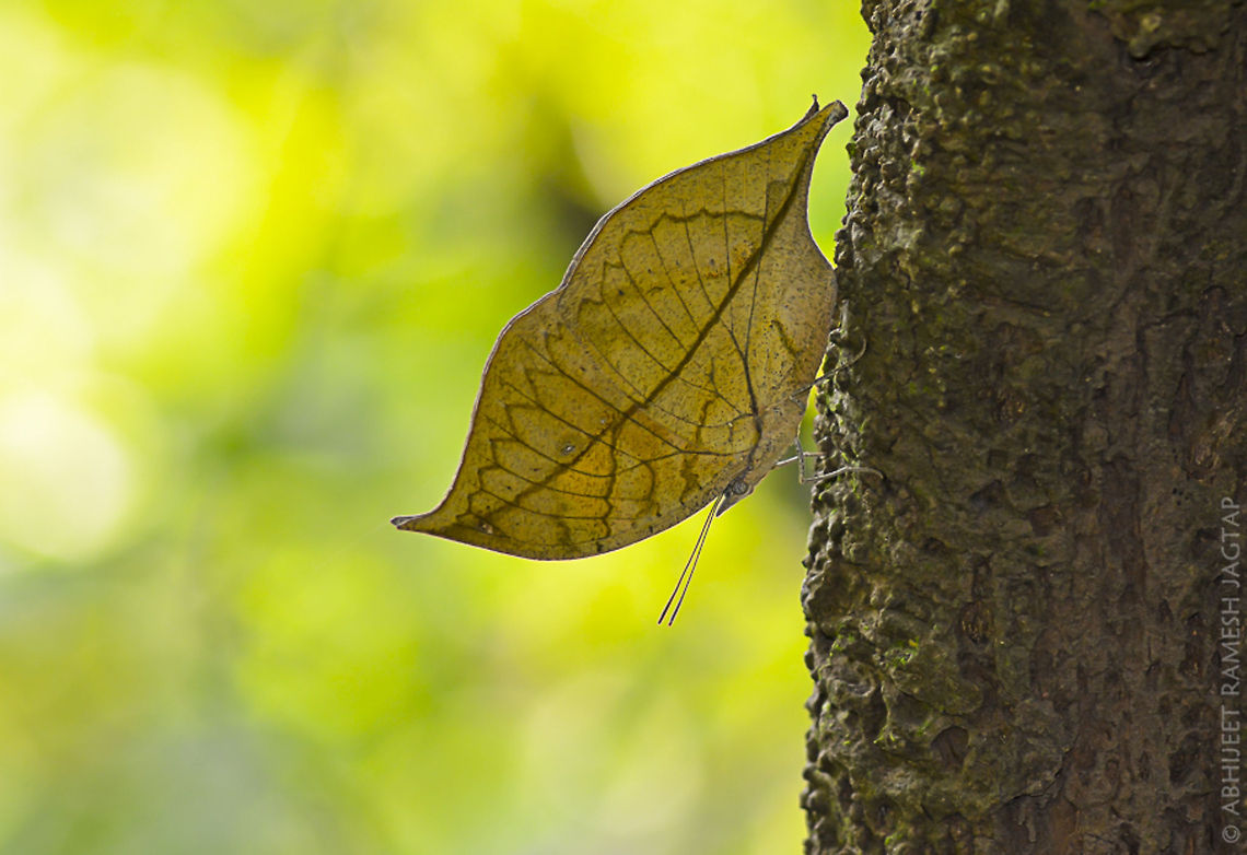 camouflage at its best as a photographer if lose eye contact with this butterfly when its flying then forget it.. <br />
Unless &amp; until it opens its wings &amp; you are able to see that magical blue colour.. 70-300,D5200,Kallima horsfieldii,South Indian Blue Oakleaf,Tamron,asia,blue,blue oakleaf,bokeh,butterflies,butterfly,camouflage,camouflaged,india,lepidoptera,macro,maharashtra,mumbai,nikon,nikond5200