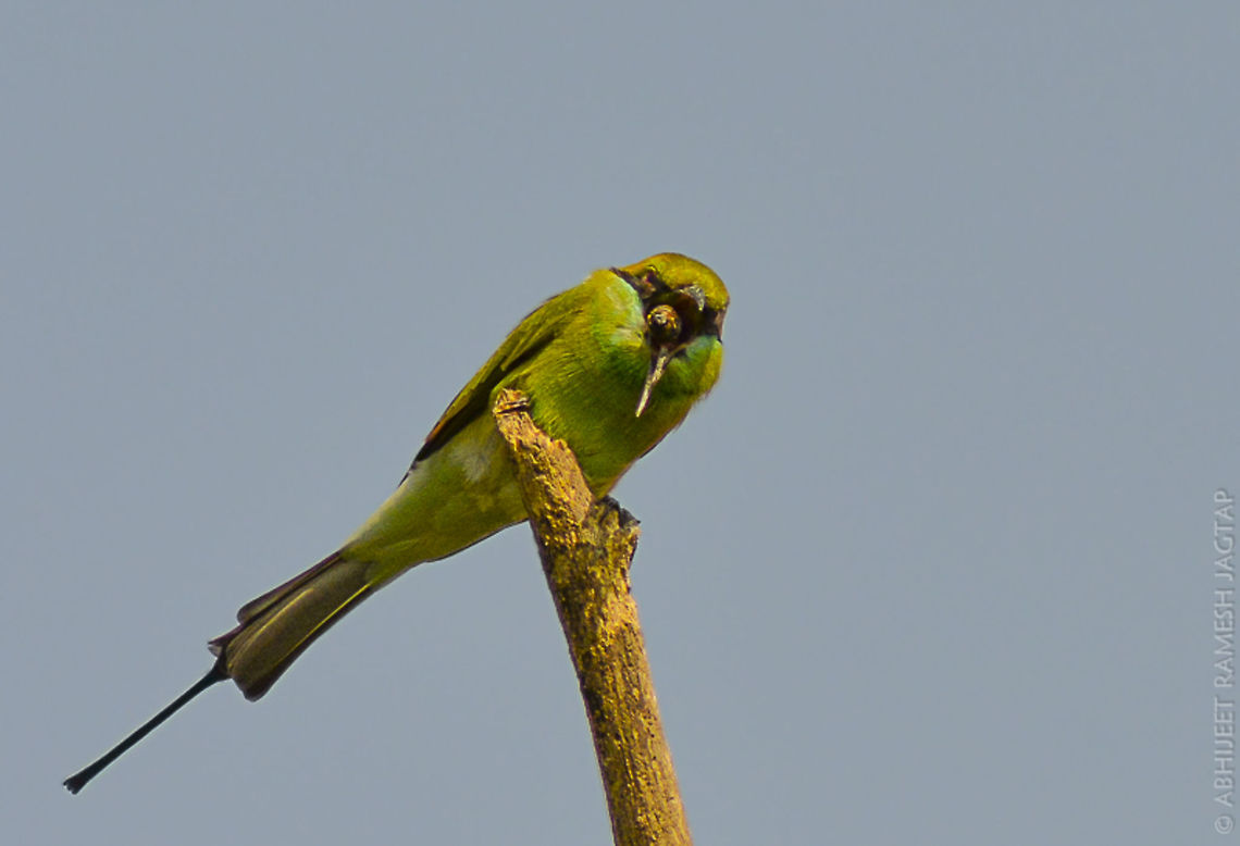 Regurgitation Was observing this bird from very close distance and still this bird was ok with us around which<br />
was very unusual... And then after a very long wait he puked it out.. <br />
<br />
Probably it was 'unpalatable/unable to engulf i.e. large to digest' bee was making it uncomfortable to fly or do other activities.. But after puking it out.. He caught a butterfly of even a larger size.. And legend continued.... ;-)<br />
<br />
Regurgitation is the expulsion of material from the pharynx, or<br />
esophagus, usually characterized by the presence of undigested food or blood.. 70-300,Green,Green Bee-eater,Merops orientalis,NikonD5200,Tamron,abhitap,asia,bee-eater,bhandup,bird,birding,birds,green bee-eater,incredibleindia,india,maharashtra,mangroves,merops orientalis,mumbai