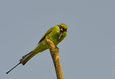 Regurgitation Was observing this bird from very close distance and still this bird was ok with us around which
was very unusual... And then after a very long wait he puked it out.. 

Probably it was 'unpalatable/unable to engulf i.e. large to digest' bee was making it uncomfortable to fly or do other activities.. But after puking it out.. He caught a butterfly of even a larger size.. And legend continued.... ;-)

Regurgitation is the expulsion of material from the pharynx, or
esophagus, usually characterized by the presence of undigested food or blood.. 70-300,Green,Green Bee-eater,Merops orientalis,NikonD5200,Tamron,abhitap,asia,bee-eater,bhandup,bird,birding,birds,green bee-eater,incredibleindia,india,maharashtra,mangroves,merops orientalis,mumbai
