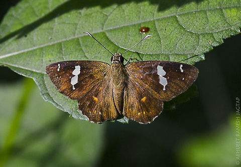 Rare sighting butterfly of bengal region.. Sighted at mumbai's national park..  i.e. It migrated from north-east india to west coast.. Massive distance travelled 70-300,Celaenorrhinus putra,D5200,Nikon,NikonD5200,Tamron,abhitap,animal,butterflies,butterfly,greatnature,lepidoptera,macro,mumbai,national park,sgnp,thane,wild,wildlife