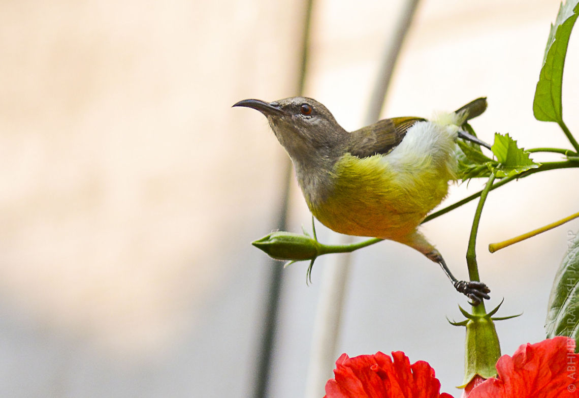 When they visit my place.. I heard her calls.. Went behind doors with my camera.. And tried shooting her but it was difficult as all hibiscus flowers were on opposite side with some distractions in between.. So I came in front of this lil fella revealing myself.. She got alert and went inside.. Inspected my activity and i was standing still.. She started nectoring again.. And i had only few seconds to click her on this flower cause she visits flower for only few seconds finishes her activity and gone.. And this was the only flower in open without any distractions.. Thanks to the very kind bird for co-operation.. <br />
<br />
Id: Purple-rumped sunbird - female 70-300,D5200,India,Leptocoma zeylonica,Nikon,NikonD5200,Purple-rumped sunbird,Tamron,abhitap,asia,bird,birding,birds,bombay,dhanmill naka,incredible,india,maharashtra,mumbai,urban