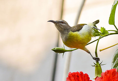 When they visit my place.. I heard her calls.. Went behind doors with my camera.. And tried shooting her but it was difficult as all hibiscus flowers were on opposite side with some distractions in between.. So I came in front of this lil fella revealing myself.. She got alert and went inside.. Inspected my activity and i was standing still.. She started nectoring again.. And i had only few seconds to click her on this flower cause she visits flower for only few seconds finishes her activity and gone.. And this was the only flower in open without any distractions.. Thanks to the very kind bird for co-operation.. 

Id: Purple-rumped sunbird - female 70-300,D5200,India,Leptocoma zeylonica,Nikon,NikonD5200,Purple-rumped sunbird,Tamron,abhitap,asia,bird,birding,birds,bombay,dhanmill naka,incredible,india,maharashtra,mumbai,urban