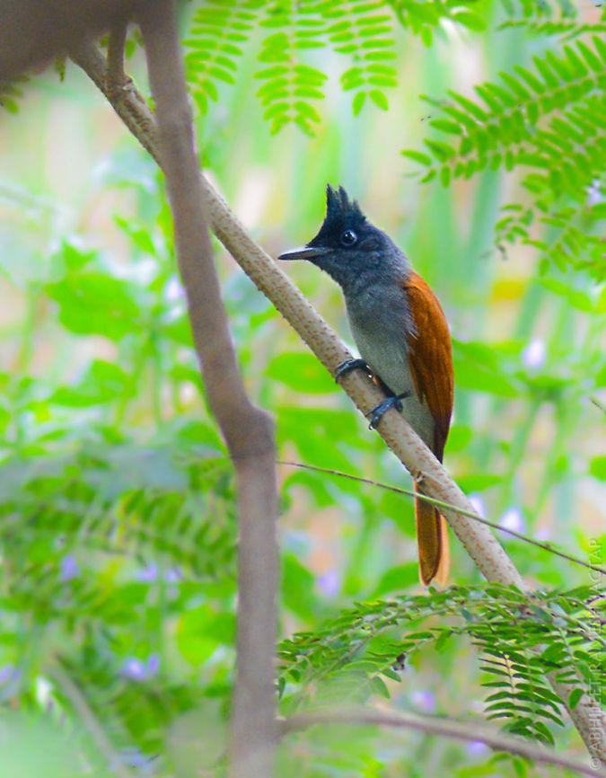 Paradise flycatcher -rufous morph female Was leaving the place wrapping my birding session.. And suddenly i saw some orangish flying thing and i said &#039;paradise flycatcher.....&#039; and my friends asked me that m i sure about It? To which i just made them wait and that beautiful female showed up.. This bird i must say is very difficult to catch with short lenses.. It keeps on changing perch and i&#039;ve seen this in many encounters with this bird..    had to raise the iso to get this record shot..    Would love to show you people the male with beautiful long tail in it breeding plumage.. If i get to click one..  70-300,Asian Paradise Flycatcher,D5200,Nikon,NikonD5200,Tamron,Terpsiphone paradisi,abhitap,asia,avifauna,bird,birding,birds,creek,greatnature,incredibleindia,india,maharashtra,mumbai,thane