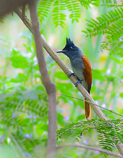 Paradise flycatcher -rufous morph female Was leaving the place wrapping my birding session.. And suddenly i saw some orangish flying thing and i said 'paradise flycatcher.....' and my friends asked me that m i sure about It? To which i just made them wait and that beautiful female showed up.. This bird i must say is very difficult to catch with short lenses.. It keeps on changing perch and i've seen this in many encounters with this bird..    had to raise the iso to get this record shot..    Would love to show you people the male with beautiful long tail in it breeding plumage.. If i get to click one..  70-300,Asian Paradise Flycatcher,D5200,Nikon,NikonD5200,Tamron,Terpsiphone paradisi,abhitap,asia,avifauna,bird,birding,birds,creek,greatnature,incredibleindia,india,maharashtra,mumbai,thane