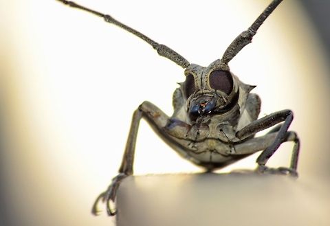 Compound eyes - Amazing design by mother nature Compound eyes first appeared on Earth more than 500 million years ago. We know this because they can be seen on fossil trilobites of this age.
Source: http://www.daviddarling.info/encyclopedia/C/compound_eye.html

the above link is must read..

Btw 
insect in my pic is 'mango stem borer - Batocera rufomaculata
this one is famous to infest mainly 'mango and fig trees'  Batocera,Batocera rufomaculata,Cerambycidae,D5200,Mumbai,NIKOND5200,Nikon,Tamron,abhitap,asia,bombay,borer,incredibleindia,india,infest,insect,macro,maharashtra,nature,pest