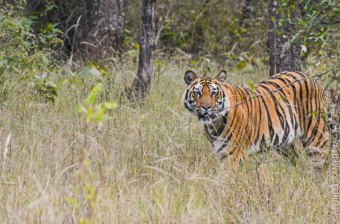 Jungle book's inspiration 'Sherkhan' the 'bagh' in indian jungles especially central india, Best described in the famous &#039;jungle book&#039;,  the tigers are hard to find during your safaris.. And its only matter of luck..   this january it was my first safari in the jungles of bandhavgarh tiger reserve which used to be hunting ground for Kings and guest britishers back in its time.. But then converted to National park to save its wildlife..   <br />
<br />
I knew the facts about how difficult is to sight tiger so i wasn&#039;t even expecting one..<br />
<br />
But life is always &#039;expect the unexpected&#039;<br />
can&#039;t express the thrill in the crowd when this big sub-adult male had walk towards us and our open gypsys.. <br />
And it was too damn close to us and literally in my front... I was lucky that day.. <br />
It had its attitude.. Grace in his walk..<br />
<br />
My first safari of lifetime paid of :)<br />
<br />
but sadly this majestic cat is in<br />
&#039;endangered&#039; category of IUCN Nikon,Panthera tigris,Royal bengal tiger,Tiger,abhitap,animal,asia,bandhavgarh,big,cat,feline,greatnature,incredibleindia,india,jungle,jungles,madhya,national,panthera tigris,park