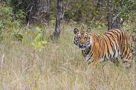 Jungle book's inspiration 'Sherkhan' the 'bagh' in indian jungles especially central india, Best described in the famous 'jungle book',  the tigers are hard to find during your safaris.. And its only matter of luck..   this january it was my first safari in the jungles of bandhavgarh tiger reserve which used to be hunting ground for Kings and guest britishers back in its time.. But then converted to National park to save its wildlife..   

I knew the facts about how difficult is to sight tiger so i wasn't even expecting one..

But life is always 'expect the unexpected'
can't express the thrill in the crowd when this big sub-adult male had walk towards us and our open gypsys.. 
And it was too damn close to us and literally in my front... I was lucky that day.. 
It had its attitude.. Grace in his walk..

My first safari of lifetime paid of :)

but sadly this majestic cat is in
'endangered' category of IUCN Nikon,Panthera tigris,Royal bengal tiger,Tiger,abhitap,animal,asia,bandhavgarh,big,cat,feline,greatnature,incredibleindia,india,jungle,jungles,madhya,national,panthera tigris,park