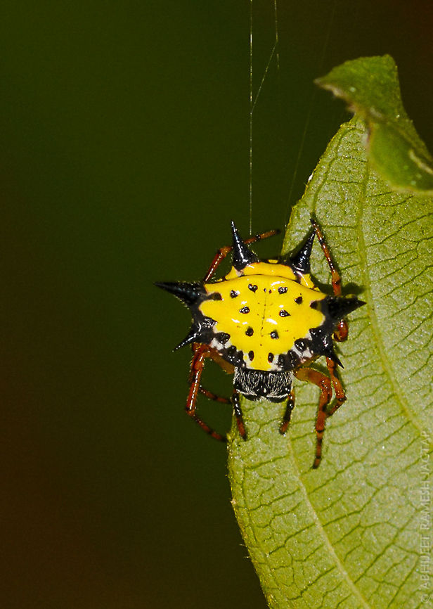 Carapace of Gasteracantha spider Commonly known as Hasselt&#039;s spiney orb-weaver(gasteracantha hasselti)<br />
These are web weaving small spiders..<br />
<br />
Amazingly designed carapace may be to warn predators..<br />
But attracts photographers.. Gasteracantha hasselti,abhitap,animal,arachnid,arachnidae,asia,greatnature,incredibleindia,india,maharashtra,mumbai,national,nature,park,sgnp,spider,spiders,spiney orb-weaver,thane,wild