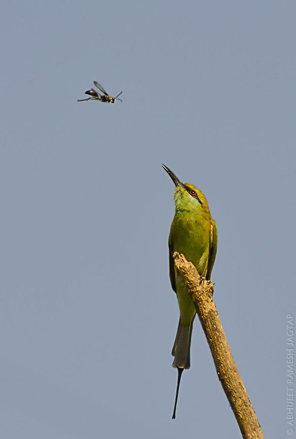 Catch me if you can.. This bird had a bee which it regurgitated.. Till then it was so uncomfortable that the other bees were flying around and it had to remain quite.. 70-300,D5200,Green Bee-eater,Merops orientalis,Mumbai,Nikon,NikonD5200,Tamron,abhitap,asia,bhandup,bird,birding,birds,incredibleindia,india,maharashtra,wildlife
