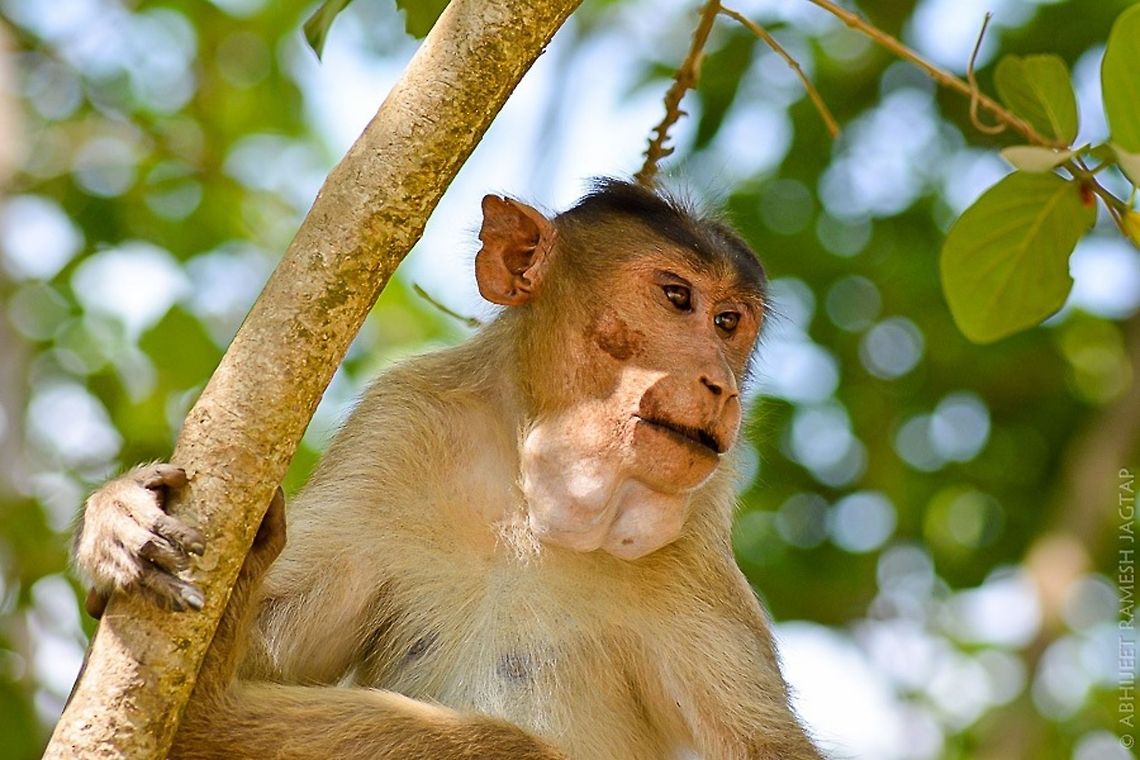 Did you know? A macaque&#039;s cheek pouches can store the same volume of food as its stomach.. -bbc<br />
id: bonnet macaque 70-300,Bonnet macaque,Macaca radiata,Nikon,NikonD5200,Tamron,bombay,borivali,india,maharashtra,mumbai,sanjay gandhi national park,sgnp,wildlife