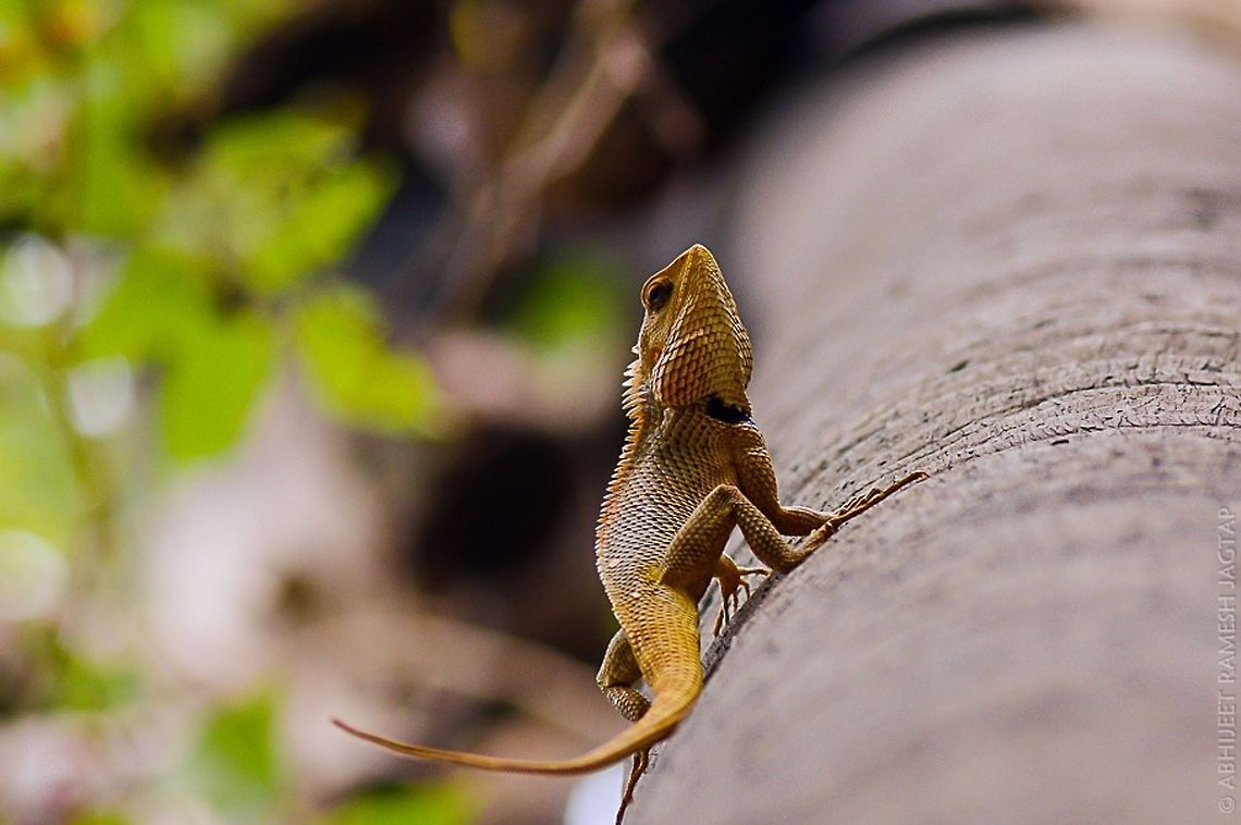 little dino probably most photographed lizard in India.. As abundant in every region.. And distributed widely..<br />
Id: calotes versicolor (oriental garden lizard) 70-300,Calotes versicolor,D5200,Nikon,NikonD5200,Oriental Garden Lizard,Tamron,abhitap,asia,bombay,borivali,incredibleindia,india,maharashtra,mumbai,sanjay gandhi national park,sgnp