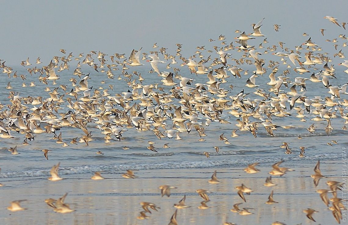 Count if you can... Apart from lesser sand plovers.. there are brown headed as well as black headed gulls, terns, turnstones etc etc.. 70-300,Charadrius mongolus,Geotagged,India,Lesser sand plover,Winter,alibag,alibaug,asia,avifauna,bird,birding,birds,d5200,incredibleindia,india,maharashtra,nikon,nikond5200,raigad